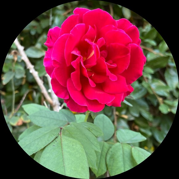 patricia_550